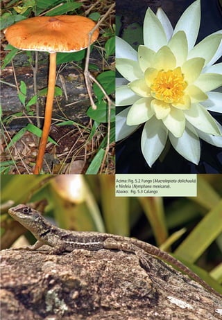 5. GESTÃO DA BIODIVERSIDADE 89 
Acima: Fig. 5.2 Fungo (Macrolepiota dolichaula) 
e Ninfeia (Nymphaea mexicana). 
Abaixo: Fig. 5.3 Calango 
 