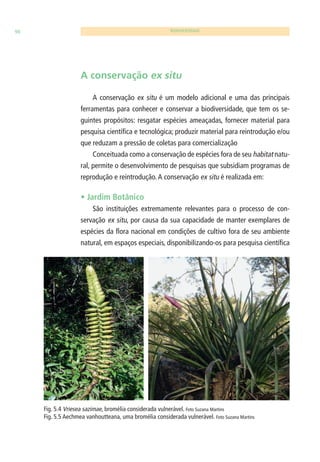 90 BIODIVERSIDADE 
A conservação ex situ 
A conservação ex situ é um modelo adicional e uma das principais 
ferramentas para conhecer e conservar a biodiversidade, que tem os se-guintes 
propósitos: resgatar espécies ameaçadas, fornecer material para 
pesquisa científi ca e tecnológica; produzir material para reintrodução e/ou 
que reduzam a pressão de coletas para comercialização 
Conceituada como a conservação de espécies fora de seu habitat natu-ral, 
permite o desenvolvimento de pesquisas que subsidiam programas de 
reprodução e reintrodução. A conservação ex situ é realizada em: 
• Jardim Botânico 
São instituições extremamente relevantes para o processo de con-servação 
ex situ, por causa da sua capacidade de manter exemplares de 
espécies da fl ora nacional em condições de cultivo fora de seu ambiente 
natural, em espaços especiais, disponibilizando-os para pesquisa científi ca 
Fig. 5.4 Vriesea sazimae, bromélia considerada vulnerável. Foto Suzana Martins 
Fig. 5.5 Aechmea vanhoutteana, uma bromélia considerada vulnerável. Foto Suzana Martins 
 