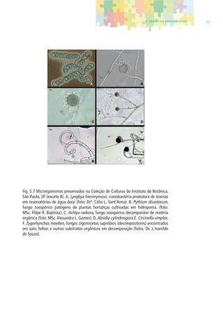 5. GESTÃO DA BIODIVERSIDADE 95 
Fig. 5.7 Microrganismos preservados na Coleção de Culturas do Instituto de Botânica, 
São Paulo, SP (exceto B). A. Lyngbya hieronymusii, cianobactéria produtora de toxinas 
em reservatórios de água doce (foto: Drª. Célia L. Sant’Anna). B. Pythium dissotocum, 
fungo zoospórico patógeno de plantas hortaliças cultivadas em hidroponia. (foto: 
MSc. Filipe R. Baptista). C. Achlya radiosa, fungo zoospórico decompositor de matéria 
orgânica (foto: MSc. Alexandra L. Gomes). D. Absidia cylindrospora E. Circinella simplex. 
F. Zygorhynchus moelleri, fungos zigomicetos sapróbios (decompositores) encontrados 
em solo, folhas e outros substratos orgânicos em decomposição (fotos: Dr. J. Ivanildo 
de Souza). 
 