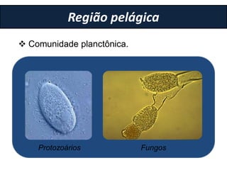 Região pelágica
 Comunidade planctônica.
Bactérias AlgasProtozoários Fungos
 