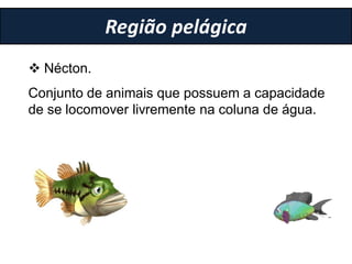  Nécton.
Região pelágica
Conjunto de animais que possuem a capacidade
de se locomover livremente na coluna de água.
 