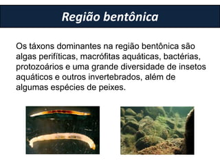 Região bentônica
Os táxons dominantes na região bentônica são
algas perifíticas, macrófitas aquáticas, bactérias,
protozoários e uma grande diversidade de insetos
aquáticos e outros invertebrados, além de
algumas espécies de peixes.
 