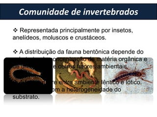 Comunidade de invertebrados
 Representada principalmente por insetos,
anelídeos, moluscos e crustáceos.
 A distribuição da fauna bentônica depende do
substrato, da concentração de matéria orgânica e
de uma série de outros fatores ambientais.
 A fauna difere entre ambiente lêntico e lótico.
Relacionado com a heterogeneidade do
substrato.
 