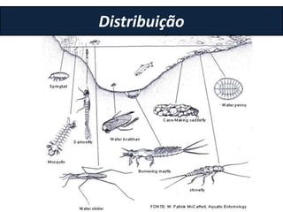 Distribuição
 