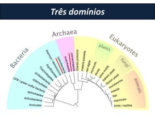 Três domínios
 