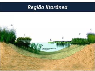 Região litorânea
 