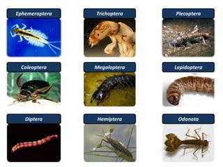 Ephemeroptera
OdonataDiptera
Trichoptera Plecoptera
Hemiptera
Coleoptera Megaloptera Lepidoptera
 