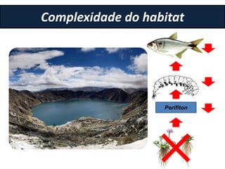 Complexidade do habitat
Perifiton
 
