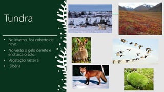 Tundra
• No inverno, fica coberto de
neve.
• No verão o gelo derrete e
encharca o solo.
• Vegetação rasteira
• Sibéria
13
 