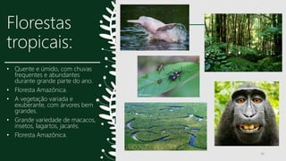 Florestas
tropicais:
• Quente e úmido, com chuvas
frequentes e abundantes
durante grande parte do ano.
• Floresta Amazônica.
• A vegetação variada e
exuberante, com árvores bem
grandes.
• Grande variedade de macacos,
insetos, lagartos, jacarés.
• Floresta Amazônica.
16
 