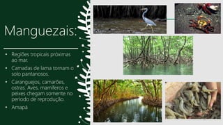 Manguezais:
• Regiões tropicais próximas
ao mar.
• Camadas de lama tornam o
solo pantanosos.
• Caranguejos, camarões,
ostras. Aves, mamíferos e
peixes chegam somente no
período de reprodução.
• Amapá
17
 
