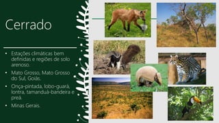 Cerrado
• Estações climáticas bem
definidas e regiões de solo
arenoso.
• Mato Grosso, Mato Grosso
do Sul, Goiás.
• Onça-pintada, lobo-guará,
lontra, tamanduá-bandeira e
preá.
• Minas Gerais.
18
 
