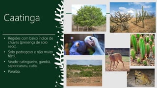 Caatinga
• Regiões com baixo índice de
chuvas (presença de solo
seco).
• Solo pedregoso e não muito
fértil.
• Veado-catingueiro, gambá,
sapo-cururu, cutia.
• Paraíba.
19
 