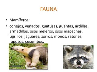 FAUNA
• Mamíferos:
• conejos, venados, guatusas, guantas, ardillas,
armadillos, osos meleros, osos mapaches,
tigrillos, jaguares, zorros, monos, ratones,
raposos, cusumbos.
 