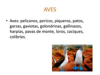AVES
• Aves: pelicanos, pericos, piqueros, patos,
garzas, gaviotas, golondrinas, gallinazos,
harpías, pavas de monte, loros, caciques,
colibríes.
 