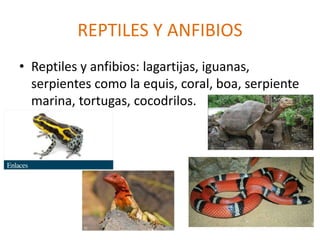 REPTILES Y ANFIBIOS
• Reptiles y anfibios: lagartijas, iguanas,
serpientes como la equis, coral, boa, serpiente
marina, tortugas, cocodrilos.
 