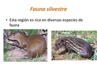 Fauna silvestre
• Esta región es rica en diversas especies de
fauna
•
 