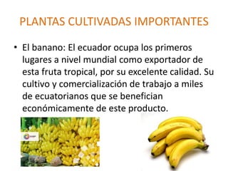 PLANTAS CULTIVADAS IMPORTANTES
• El banano: El ecuador ocupa los primeros
lugares a nivel mundial como exportador de
esta fruta tropical, por su excelente calidad. Su
cultivo y comercialización de trabajo a miles
de ecuatorianos que se benefician
económicamente de este producto.
 