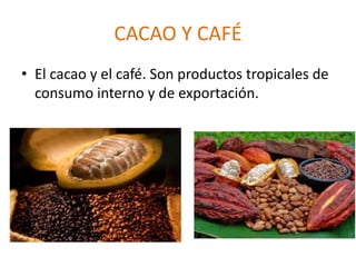 CACAO Y CAFÉ
• El cacao y el café. Son productos tropicales de
consumo interno y de exportación.
 