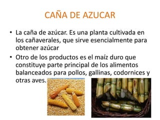 CAÑA DE AZUCAR
• La caña de azúcar. Es una planta cultivada en
los cañaverales, que sirve esencialmente para
obtener azúcar
• Otro de los productos es el maíz duro que
constituye parte principal de los alimentos
balanceados para pollos, gallinas, codornices y
otras aves.
 
