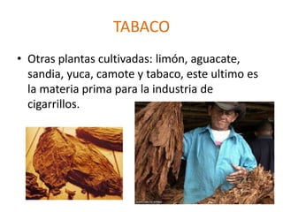 TABACO
• Otras plantas cultivadas: limón, aguacate,
sandia, yuca, camote y tabaco, este ultimo es
la materia prima para la industria de
cigarrillos.
 