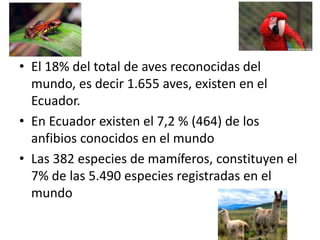 • El 18% del total de aves reconocidas del
mundo, es decir 1.655 aves, existen en el
Ecuador.
• En Ecuador existen el 7,2 % (464) de los
anfibios conocidos en el mundo
• Las 382 especies de mamíferos, constituyen el
7% de las 5.490 especies registradas en el
mundo
 