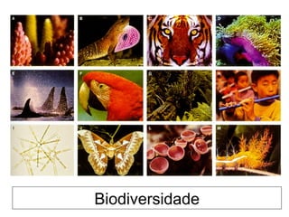 Biodiversidade 
 