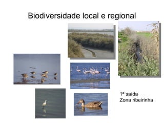 Biodiversidade local e regional




                          1ª saída
                          Zona ribeirinha
 