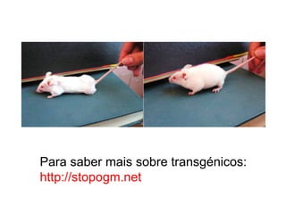Para saber mais sobre transgénicos:
http://stopogm.net
 