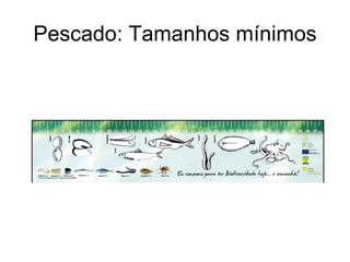 Pescado: Tamanhos mínimos
 