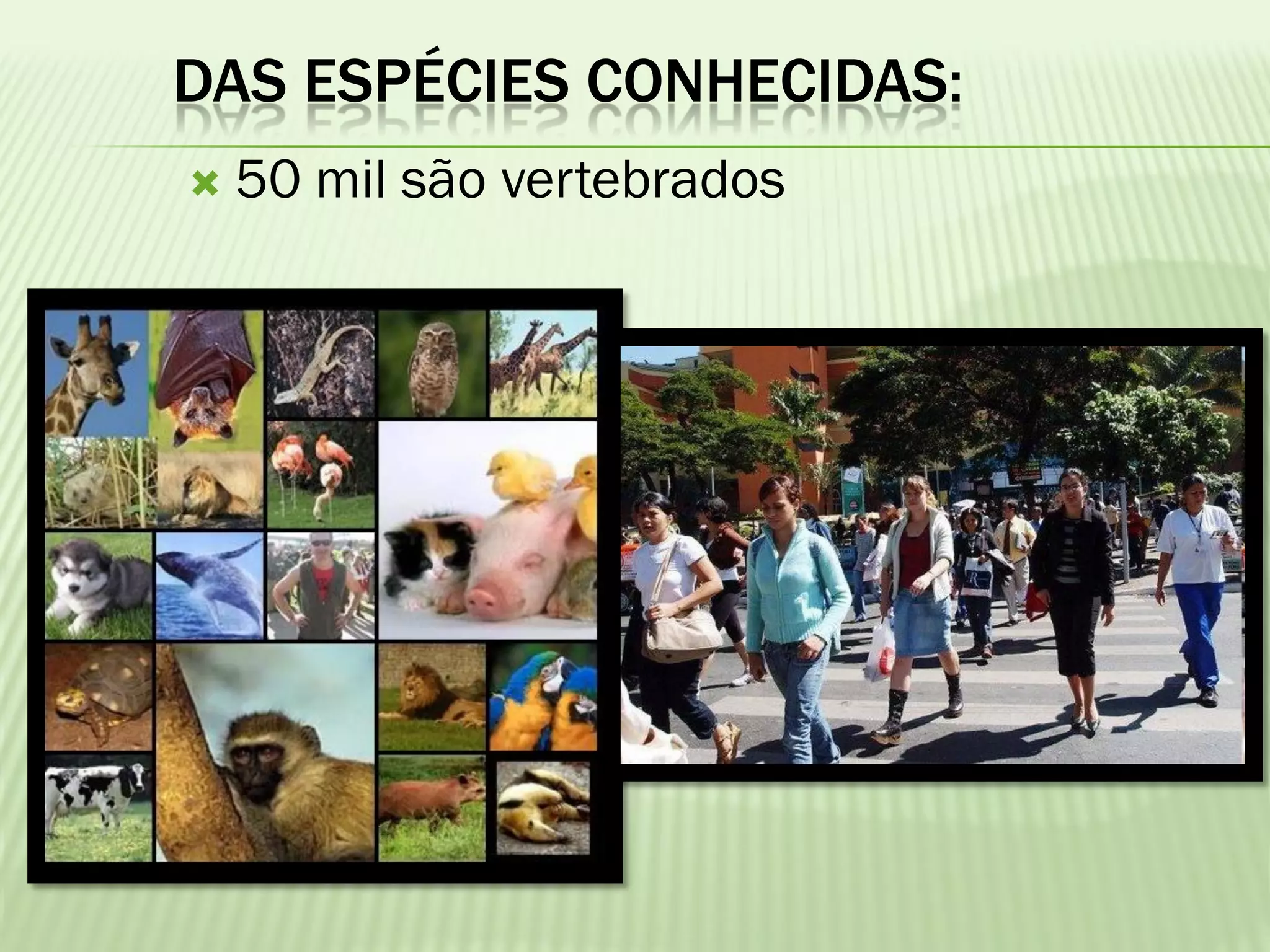 DAS ESPÉCIES CONHECIDAS:
   50 mil são vertebrados
 