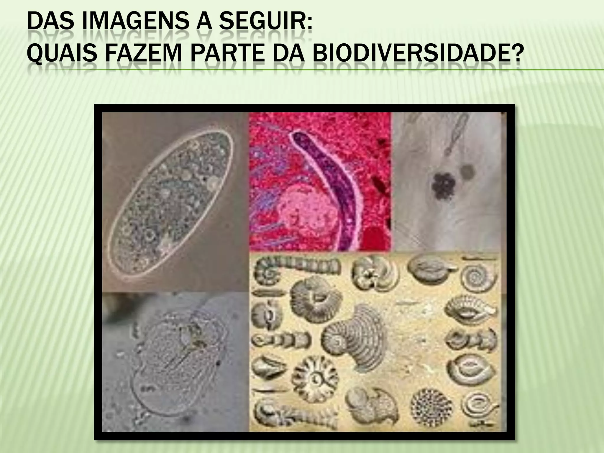 DAS IMAGENS A SEGUIR:
QUAIS FAZEM PARTE DA BIODIVERSIDADE?
 