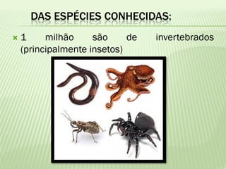 DAS ESPÉCIES CONHECIDAS:
   1     milhão     são     de   invertebrados
    (principalmente insetos)
 