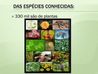 DAS ESPÉCIES CONHECIDAS:
   330 mil são de plantas
 