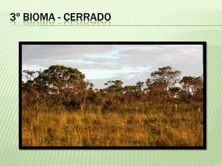 3º BIOMA - CERRADO
 