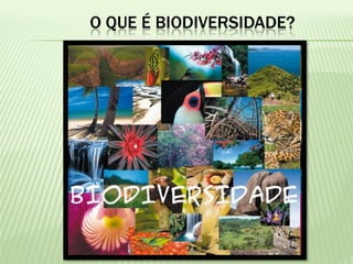 O QUE É BIODIVERSIDADE?
 
