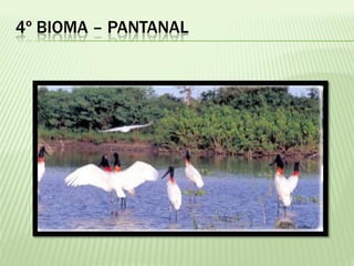 4º BIOMA – PANTANAL
 