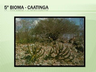 5º BIOMA - CAATINGA
 