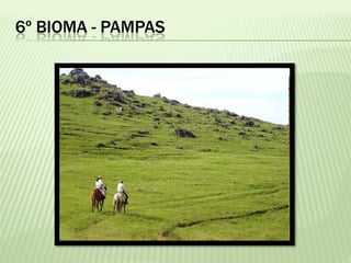 6º BIOMA - PAMPAS
 