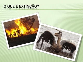 O QUE É EXTINÇÃO?
 
