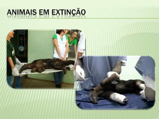 ANIMAIS EM EXTINÇÃO
 