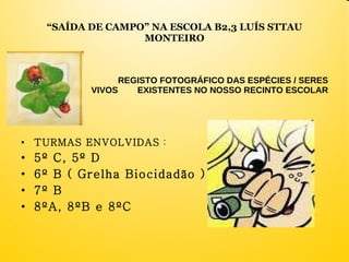 “ SAÍDA DE CAMPO” NA ESCOLA B2,3 LUÍS STTAU MONTEIRO REGISTO FOTOGRÁFICO DAS ESPÉCIES / SERES VIVOS  EXISTENTES NO NOSSO RECINTO ESCOLAR TURMAS ENVOLVIDAS  : 5º C, 5º D 6º B ( Grelha Biocidadão ) 7º B 8ºA, 8ºB e 8ºC 
