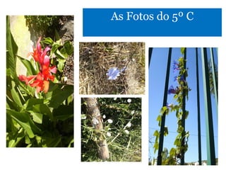 As Fotos do 5º C 