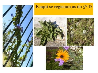 E aqui se registam as do 5º D 