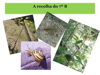A recolha do 7º B 