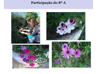 Participação do 8º A 