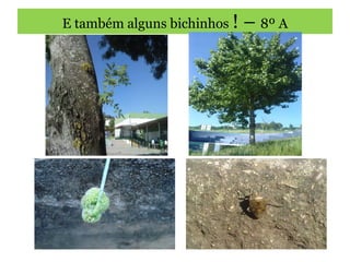 E também alguns bichinhos  ! –  8º A 