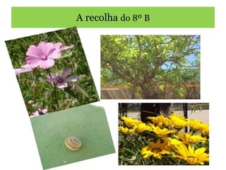A recolha  do 8º B 