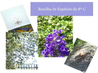 Recolha de Espécies do 8º C 