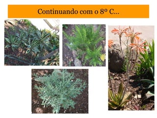 Continuando com o 8º C… 